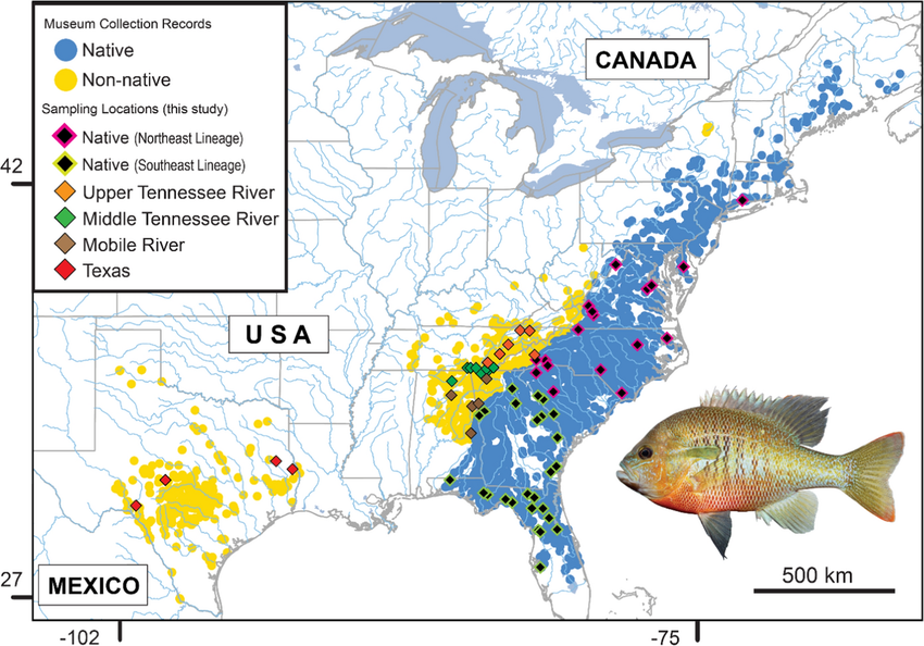 Locations of finding Sunfish in usa and Canada that can be eaten 