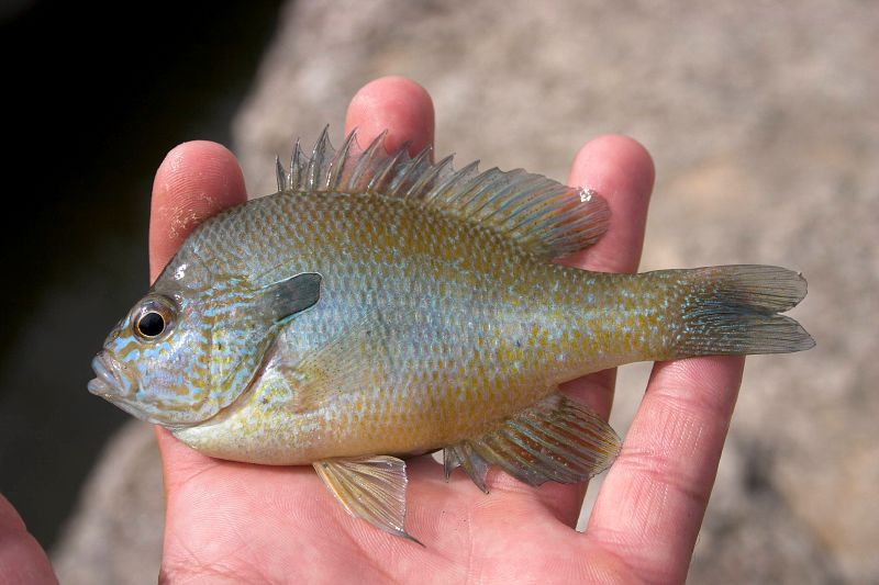 Longear Sunfish