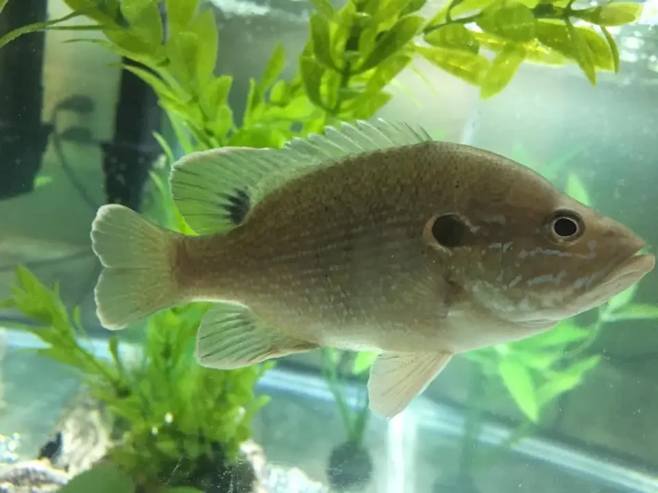 Green Sunfish